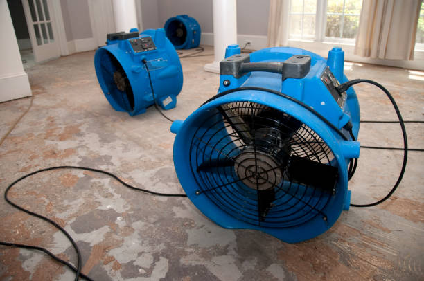 Best Mold removal after water damage  in Newcastle, WA